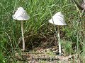 Coprinopsis nivea-amf499